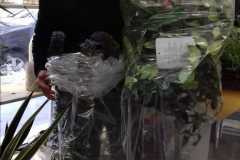 amico-albero-2